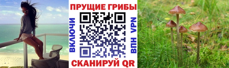 где купить наркоту  Ельня  Галлюциногенные грибы Magic Shrooms 